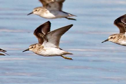Least Sandpiper by billtphotoman is licensed under CC BY 2.0.